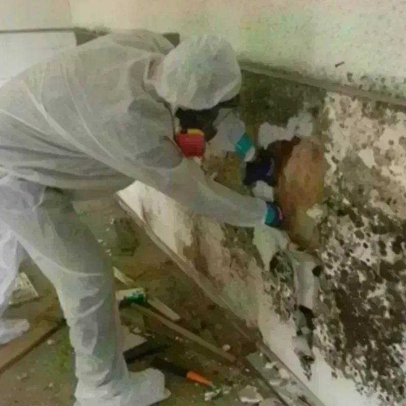 Mold Remediation and Removal in Columbus, TX